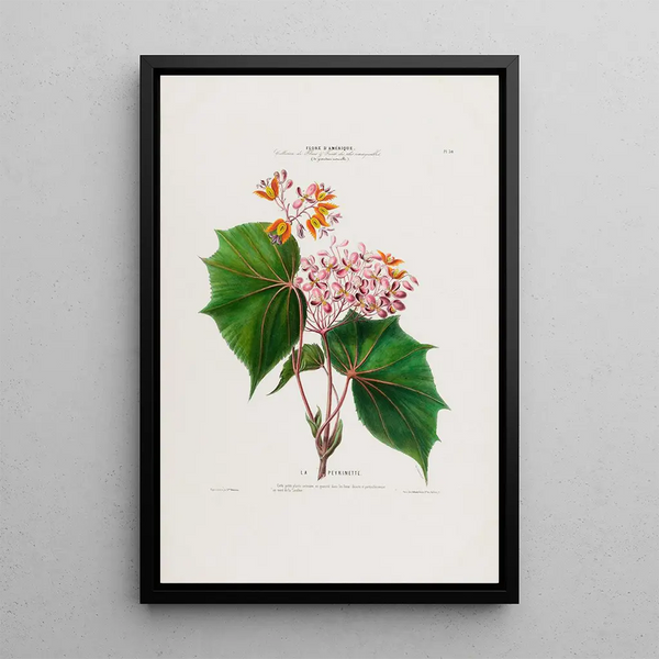 Etienne Denisse - Flore dAmerique dessinee dapres nature sur les lieux Pl030.webp