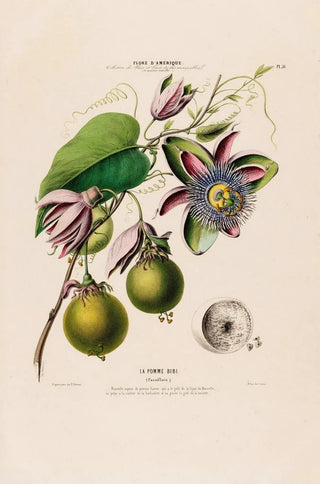 Etienne Denisse - Flore dAmerique dessinee dapres nature sur les lieux Pl056.webp