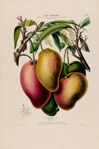 Etienne Denisse - Flore dAmerique dessinee dapres nature sur les lieux Pl061.webp