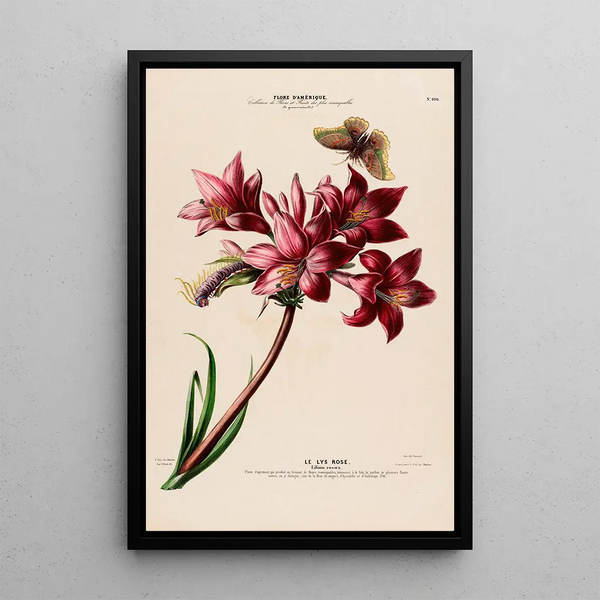 Etienne Denisse - Flore dAmerique dessinee dapres nature sur les lieux Pl106.webp