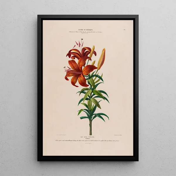 Etienne Denisse - Flore dAmerique dessinee dapres nature sur les lieux Pl115.webp