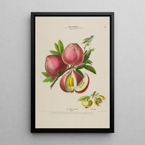 Etienne Denisse - Flore dAmerique dessinee dapres nature sur les lieux Pl142.webp