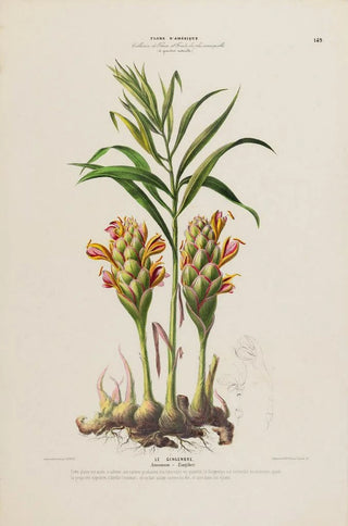 Etienne Denisse - Flore dAmerique dessinee dapres nature sur les lieux Pl149.webp