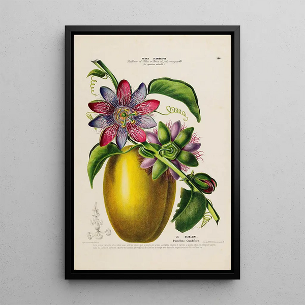 Etienne Denisse - Flore dAmerique dessinee dapres nature sur les lieux Pl166.webp