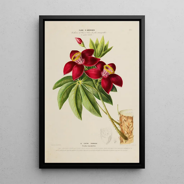 Etienne Denisse - Flore dAmerique dessinee dapres nature sur les lieux Pl197.webp