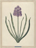 Hyacint Charmante Violet - F. Wijand — vy av konstverket