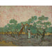 Reproduktion av målningen av kvinnor som plockar oliver - Vincent van Gogh