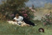 "Au Repos Parmi les Fleurs" - Ferdinand Heilbuth — vy av konstverket