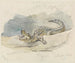 Studie av en alligator - Ferdinand Keller — vy av konstverket