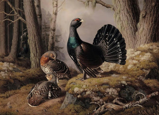 Ferdinand von Wright - Capercaillies Courting.webp