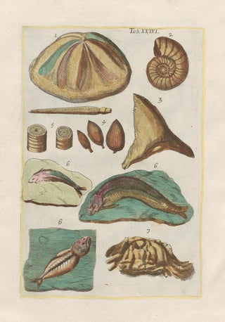 Filippo Buonanni - Rerum naturalium historia nempe quadrupedum Pl36.webp