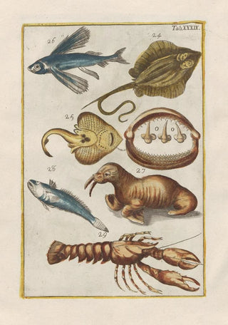 Filippo Buonanni - Rerum naturalium historia nempe quadrupedum Pl39.webp