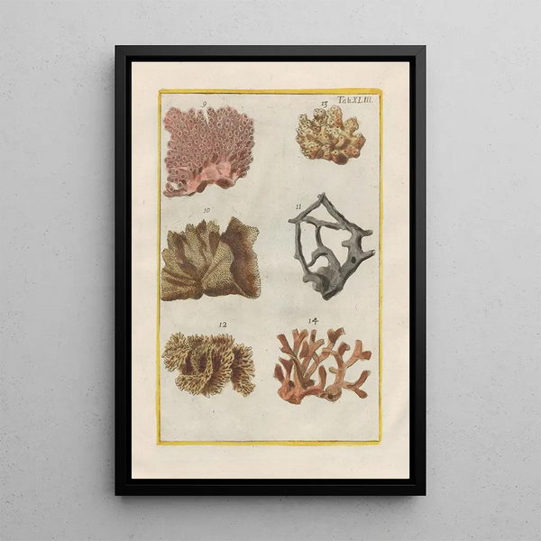 Filippo Buonanni - Rerum naturalium historia nempe quadrupedum Pl43.webp