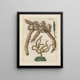 Filippo Buonanni - Rerum naturalium historia nempe quadrupedum Pl51.webp