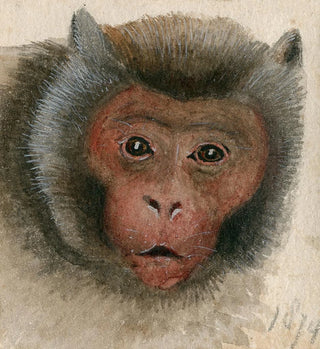 Floris Verster - Head of a longtailed monkey.webp