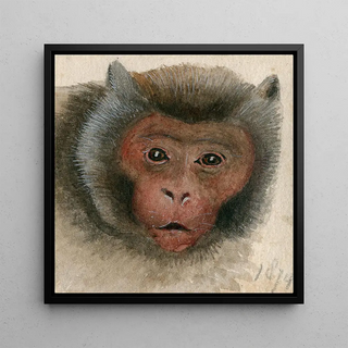 Floris Verster - Head of a longtailed monkey.webp