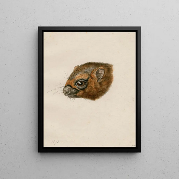 Floris Verster - Head of a polecat.webp