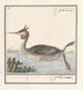 Foulque Podiceps cristatus Duijkhoender colijmbus major grèbe cornu - Anselmus Botius de Boodt — vy av konstverket