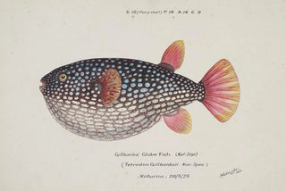 Frank Edward Clarke - Arothron gillbanksii Gillbanks Globe fish.webp
