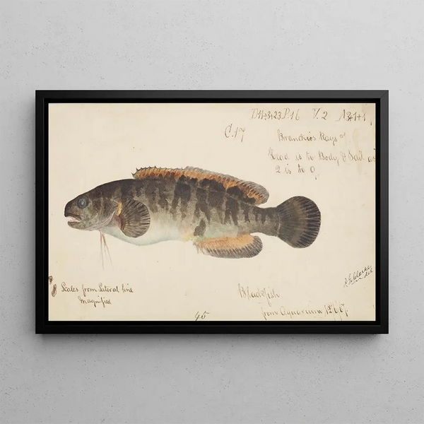 Frank Edward Clarke - Bladefish.webp