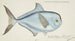 Brama brama NZ Ray's Bream - Frank Edward Clarke — vy av konstverket