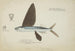 Danichthys cribrosus NZ fisk flugfiskare - Frank Edward Clarke — vy av konstverket