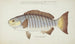Girella tricuspidata NZ Blackfish - Frank Edward Clarke — vy av konstverket