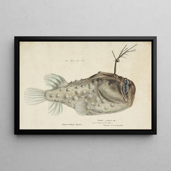 Himantolophus appelii NZ Vue Latérale Poisson-Pêcheur Épineux - Frank Edward Clarke — inramlat konstverk på väggen