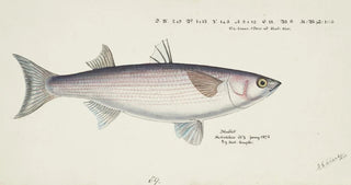 Frank Edward Clarke - Mullet.webp