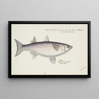 Frank Edward Clarke - Mullet.webp