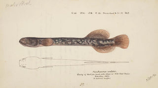 Frank Edward Clarke - Neochanna apoda apoda.webp