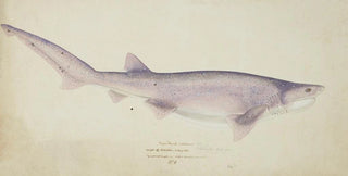 Frank Edward Clarke - Notorynchus cepedianus NZ Broadsnouted sevengill shark.webp