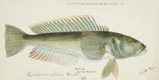 Frank Edward Clarke - Parapercis colias.webp