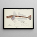 Platycephalus sp. Tas Flathead - Frank Edward Clarke — inramlat konstverk på väggen