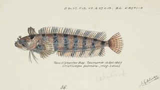 Frank Edward Clarke - Possibly Heteroclinus sp Tas Weedfish.webp