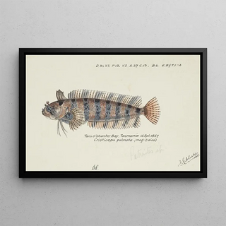 Frank Edward Clarke - Possibly Heteroclinus sp Tas Weedfish.webp