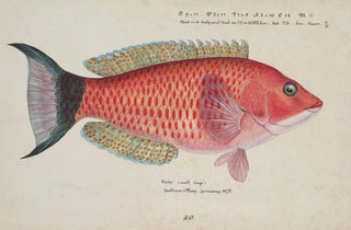 Frank Edward Clarke - Pseudolabrus miles Kelp.webp