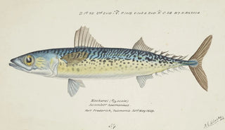 Frank Edward Clarke - Scomber australasicus Tas Blue mackerel.webp