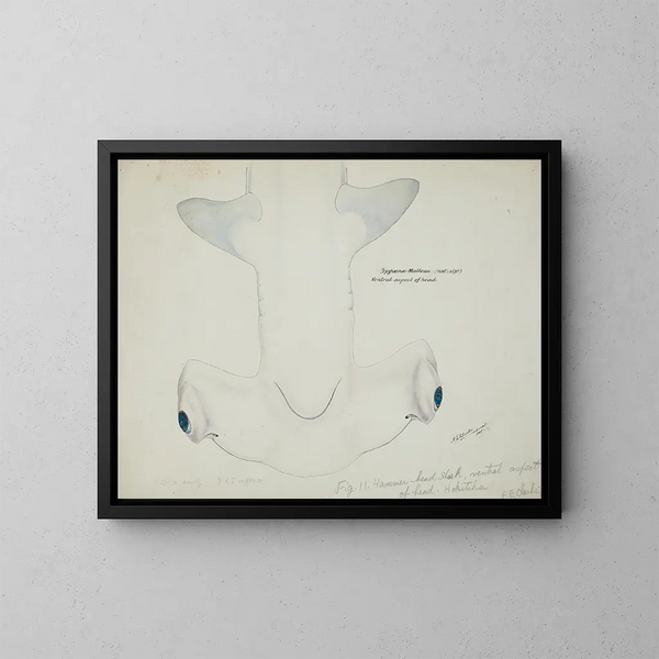 Tête de requin marteau (Sphyrna zygaena) vue ventrale - Frank Edward Clarke — inramlat konstverk på väggen