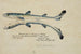 Squalus acanthias jumeaux siamois Aiguillat tacheté - Frank Edward Clarke — vy av konstverket
