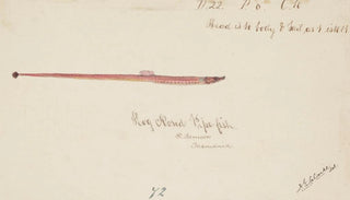 Frank Edward Clarke - Syngnathidae Pipefish.webp