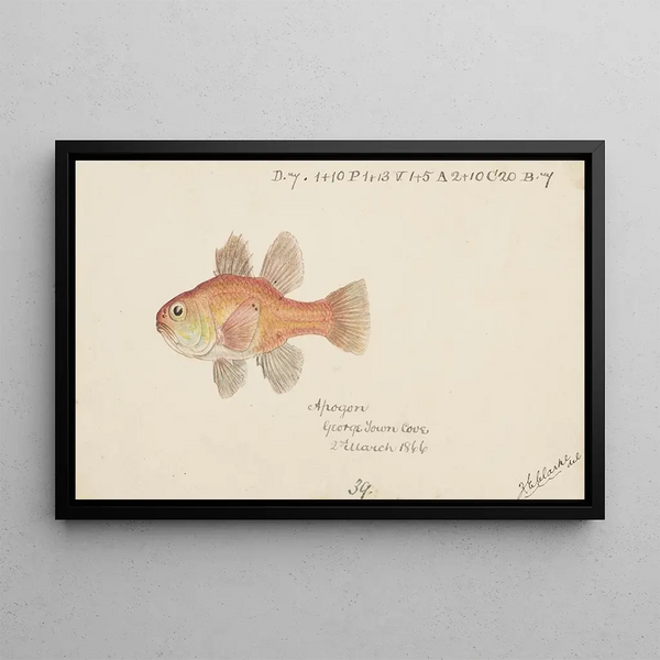 Frank Edward Clarke - Vincentia conspera Tas Southern Cardinalfish.webp