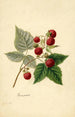 Rubus Rancocas - Frank Muller — vy av konstverket