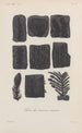 Traité de botanique générale Pl003 - François Hérincq — vy av konstverket
