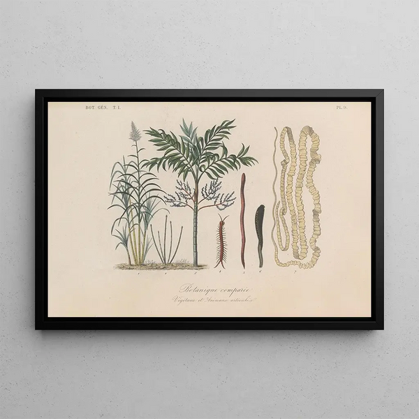 Franois Hrincq - Traite de botanique generale Pl009.webp
