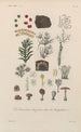 Traité de botanique générale Pl014 - François Hérincq — vy av konstverket