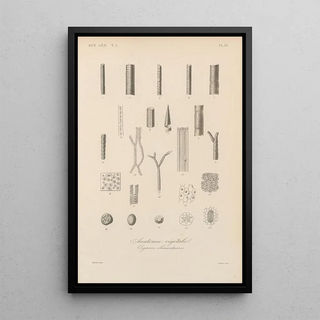 Franois Hrincq - Traite de botanique generale Pl019.webp