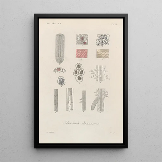 Franois Hrincq - Traite de botanique generale Pl022.webp