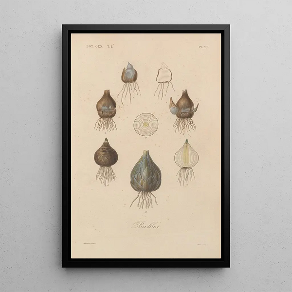 Franois Hrincq - Traite de botanique generale Pl027.webp