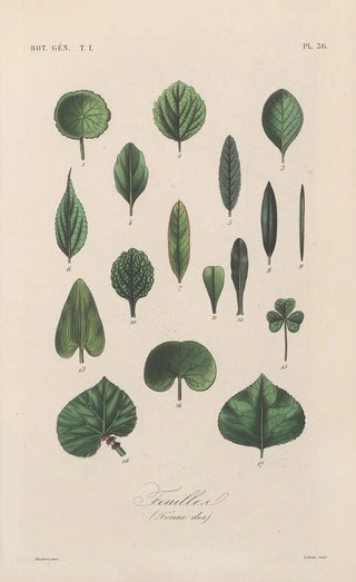 Franois Hrincq - Traite de botanique generale Pl037.webp